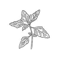 quinoa branch in engraving style vector