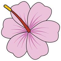 Pink Hibiscus Flower Blossom Illustration, Floral Design, Petals vector