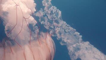 The Mauve Stinger is a small species of jellyfish video