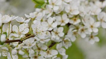 Blossoming cherry in the garden. Realtime macro background. video
