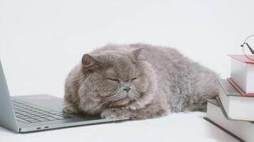 A Scottish fold lovely cat using laptop computer in studio video