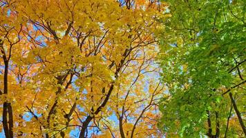 green and yellow autumn maple trees swaying in the wind at sunny day in forest video