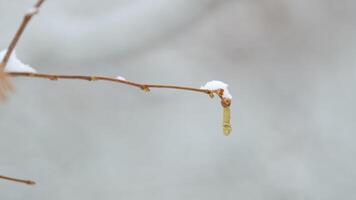 Hazel Catkins On A Tree Twig Covered With Snow And Ice On Sun Background. video