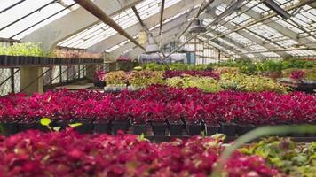Different flowers and plants in pots on tables grown in greenhouse. video