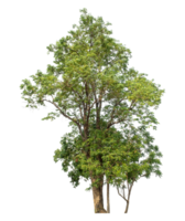 trees in summer isolated on transparent background, high resolution. png