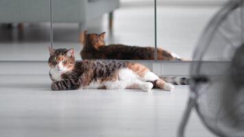 Overheated lazy cat lying on the floor, resting, escapes from heat with help of fan, looks at camera video