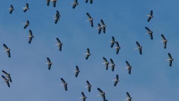 Low angle view of birds flying against sky. Storks are flying and circling. Concept of freedom, way to a dream video