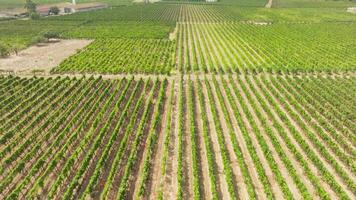 Vineyards In Calabria In Ciro Marina For The Wine Harvest video