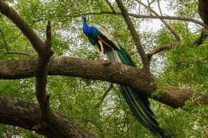 Peacock perched on a branch, tail feathers partially displayed, natural environment photo