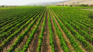Vineyards In Calabria In Ciro Marina For The Wine Harvest video