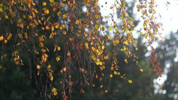 Birch tree branches with dry yellow autumn leaves slightly swaying on wind in sunset. Fall season. video