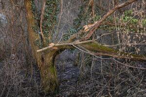 A tree with a branch that is broken off photo