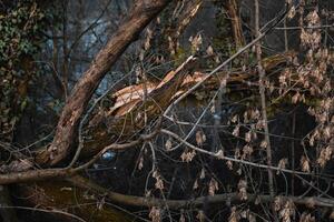 A fallen tree in the woods with a bird on it photo