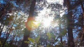 The Sun through the trees in the forest video