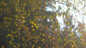 Birch tree branches with dry yellow autumn leaves slightly swaying on wind in sunset. Fall season. video