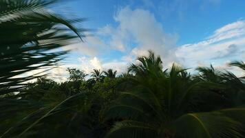 of flying through palm trees. Fpv drone . video