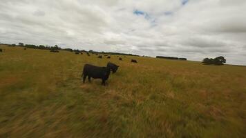 Herd of black cows in a field in cloudy weather. Drone . video