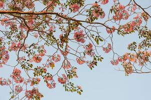 Pink trumpet tree or pink Tabebuia flower in full bloom photo
