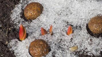 The beginning of spring. Melting snow. Under the snow are rabbit poop video
