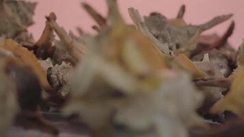 Murex of Chioggia on the table video