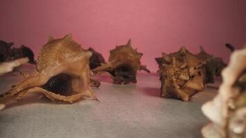 Live murex in their shells on the table video
