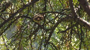 Nestling linnet sitting on a branch. A bird feeds on a tree branch, looking for insects. Concept summer and birds video