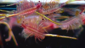 Artemia salina - small hypersaline crustaceans that live in salty waters of closed reservoirs. Kuyalnik Estuary, Ukraine video
