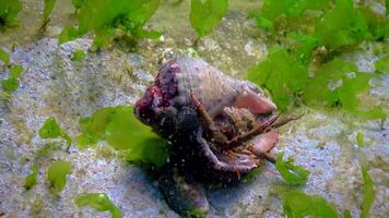 Hermit crab Clibanarius erythropus, crayfish protrudes from the shell of a mollusk rapana on a stone near the shore in the Black Sea video