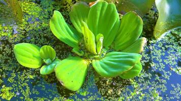 Pistia stratiotes swims among aquatic plants rootless duckweed Wolffia arrhiza and duckweed Lemna turionifera, pond video