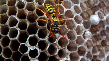 Paper wasp Polistes gallicus - Wasp nest with larvae and pupae in paper honeycomb video