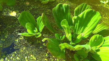 Pistia stratiotes swims among aquatic plants rootless duckweed Wolffia arrhiza and duckweed Lemna turionifera, pond video