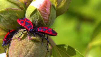 The firebug Pyrrhocoris apterus- insects suck juices from mallow fruit video