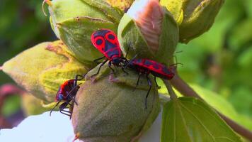 The firebug Pyrrhocoris apterus- insects suck juices from mallow fruit video
