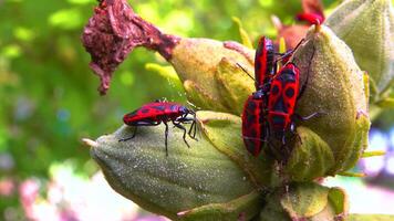 The firebug Pyrrhocoris apterus- insects suck juices from mallow fruit video