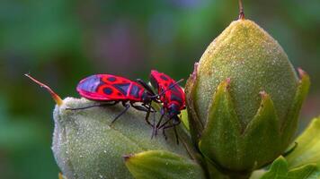 The firebug Pyrrhocoris apterus- insects suck juices from mallow fruit video