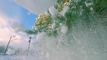Snow Falls from Pine Branches at Sunny Winter Day - Slow Motion. Walking Through the Coniferous Forest video