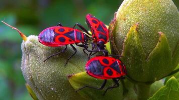 The firebug - Pyrrhocoris apterus, insects suck juices from mallow fruit video