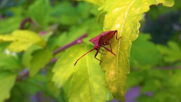 Herbivorous bug on mallow in the garden, garden pest video