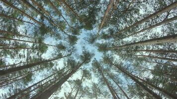 Low Angle View of a Pine Forest when Looking Up to the Trees. Bottom View of Pine Crowns at Sunny Summer Day. The Sky Can Be Seen Through the Tops of the Trees. Gimbal Stabilizer Rotation to the Left video