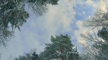 Low Angle View of a Winter Pine Forest, Walking Through the Coniferous Trees. Bottom View of the Tops of Pines in the Snow at Sunny Winter Day. The Sky Can Be Seen Through the Tops of the Pines video