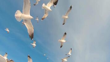 Seagulls Catch the Bread in Flight - Slow Motion. A Lot of Hungry Birds in the Air. Feeding Seagulls with the Bread. Birds are Flying in the Cloudy Sky in Daytime video