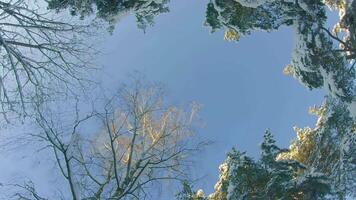 Low Angle View of a Winter Pine Forest, Walking Through the Coniferous Trees. Bottom View of the Tops of Pines in the Snow at Sunny Winter Day. The Sky Can Be Seen Through the Tops of the Pines video
