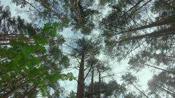 Low Angle View of a Pine Forest when Looking Up to the Trees. Bottom View of Pine Crowns at Sunny Summer Day. The Sky Can Be Seen Through the Tops of the Trees. Forward Gimbal Stabilizer Movement video