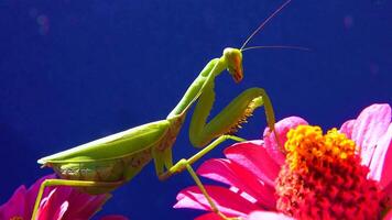 The European mantis Mantis religiosa. The predator hunts insects, looks directly into the camera, close-up video