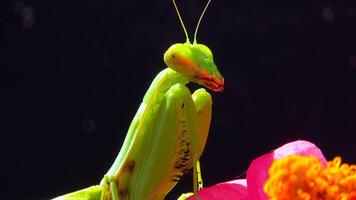 The European mantis Mantis religiosa, The predator hunts insects, looks directly into the camera, close-up video