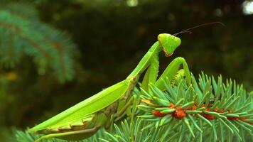 Green predator European mantis Mantis religiosa. The predator hunts on a green Christmas tree video