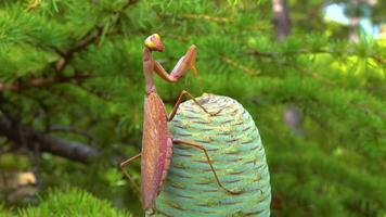 Predator preys on insects. The European mantis Mantis religiosa is a large insect in the family of the Mantidae video