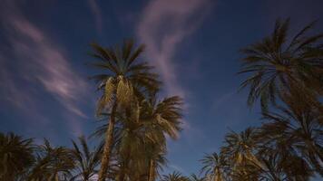 Palms silhouetted against a dusk sky with soft clouds in the evening video