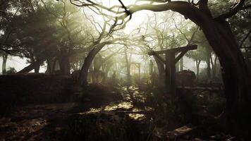A mysterious forest path illuminated by soft sunlight in the late afternoon video