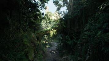 Exploring a lush green jungle in Vietnam during the bright sunny day video